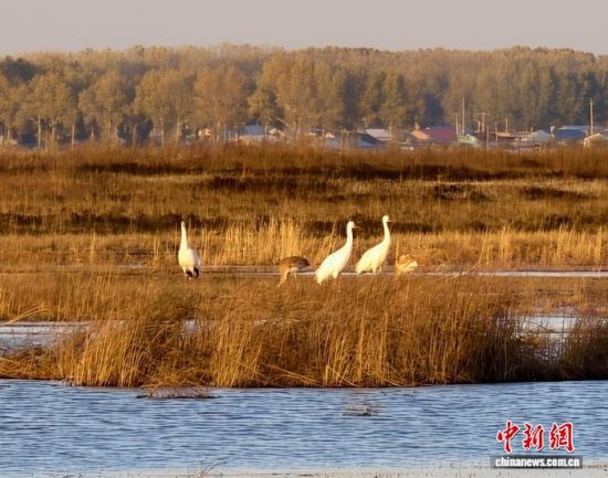 �ؚw�QȺ�ġ�С��(����)�����˰��QȺ�w�����r �z